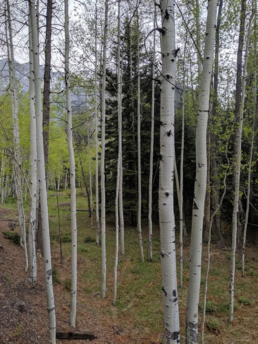 ASPENS ~ D&SNG ~ 3:4