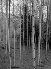 Load image into Gallery viewer, ASPENS ~ D&amp;SNG ~ GRAYSCALE ~ 3:4