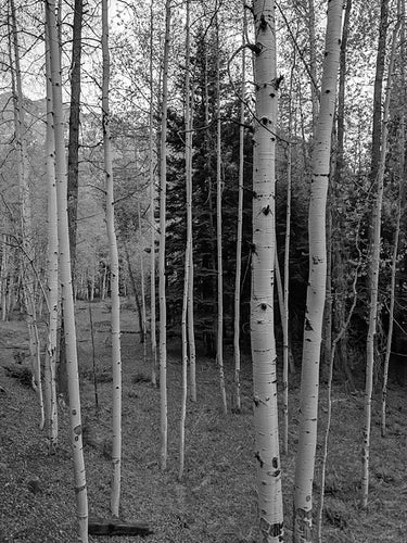 ASPENS ~ D&SNG ~ GRAYSCALE ~ 3:4