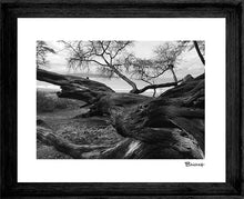 Load image into Gallery viewer, PO'OLENALENA BEACH PARK ~ DRIFTWOOD ~ DISTANT ISLAND