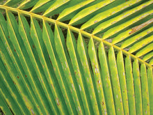 Load image into Gallery viewer, FIJI ~ PALM FROND ~ 16x20