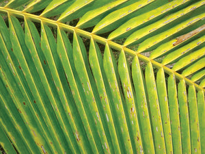 FIJI ~ PALM FROND ~ 16x20