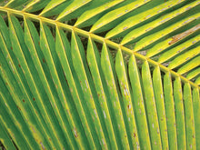 Load image into Gallery viewer, FIJI ~ PALM FROND