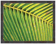 Load image into Gallery viewer, FIJI ~ PALM FROND ~ 16x20
