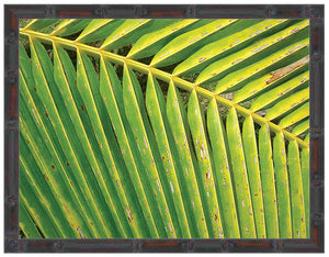 FIJI ~ PALM FROND ~ 16x20