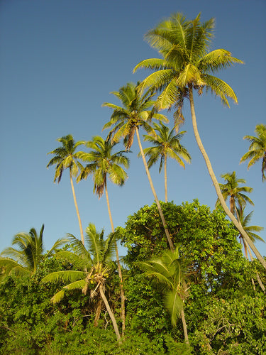 FIJI ~ PALMS ~ 00386 ~ 3:4