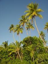 Load image into Gallery viewer, FIJI ~ SUVA TOWN ~ PALMS ~ OO386