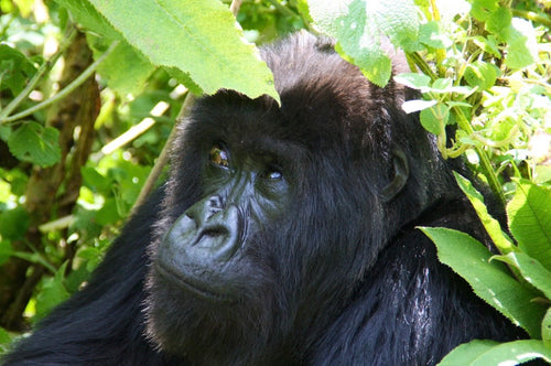 RWANDA ~ MOUNTAIN GORILLA ~ 16x20