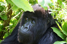 Load image into Gallery viewer, RWANDA ~ MOUNTAIN GORILLA