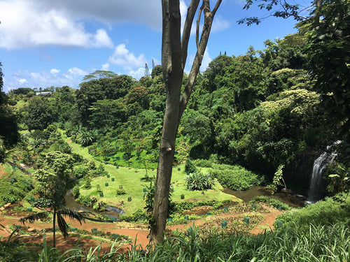KAUA'I ISLE ~ HIGHWAY GARDEN WATERFALL ~ 3:4