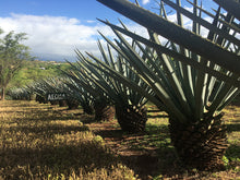 Load image into Gallery viewer, OCEAN VODKA FARM &amp; DISTILLERY ~ ALOHA SIGN ~ KULA ~ 3:4