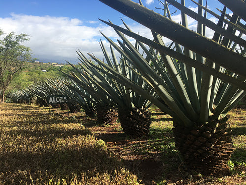 OCEAN VODKA FARM & DISTILLERY ~ ALOHA SIGN ~ KULA ~ 3:4