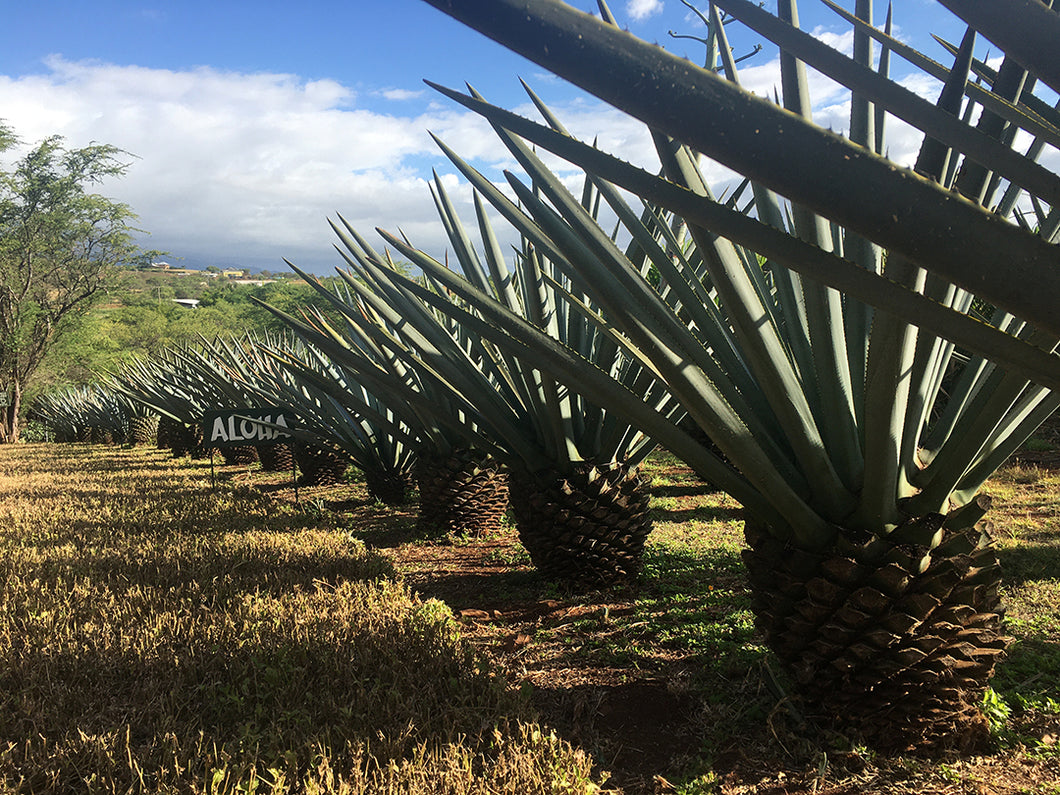 OCEAN VODKA FARM & DISTILLERY ~ ALOHA SIGN ~ KULA ~ 3:4