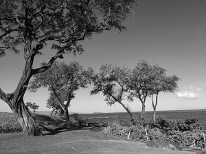 MALUAKA BEACH ~ POINT TREES SERIES ~ 3:4