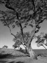 Load image into Gallery viewer, MALUAKA BEACH ~ LONE TREE ~ MAUI ~ 16x20