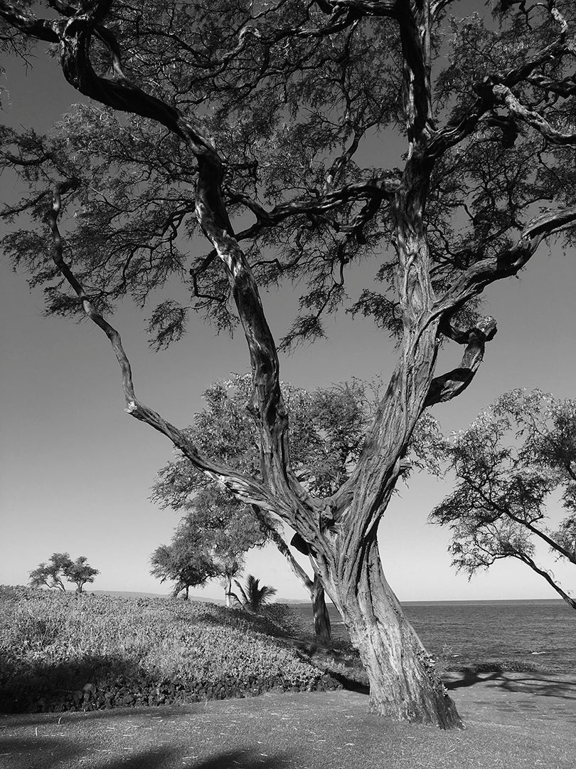 MALUAKA BEACH ~ LONE TREE ~ MAUI ~ 16x20