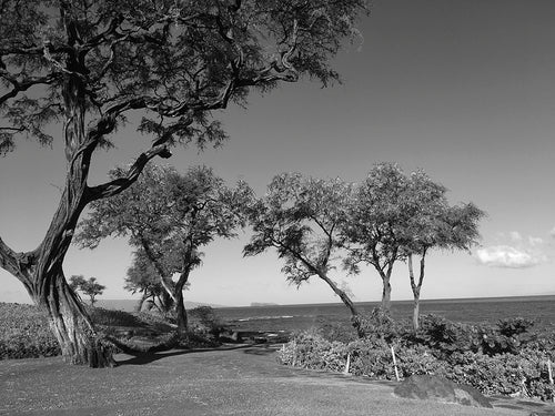 MALUAKA BEACH ~ POINT TREE SERIES ~ MAUI ~ 16x20