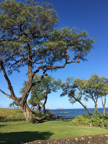 MALUAKA BEACH ~ TREE ~ MAUI ~ 16x20