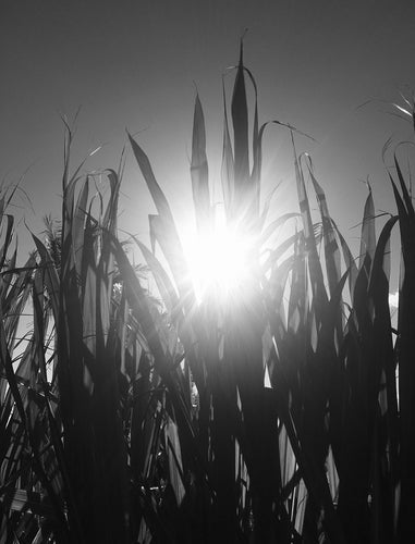 KULA ~ OCEAN VODKA FARM & DISTILLERY ~ BAMBOO STALKS ~ 16x20