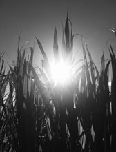 Load image into Gallery viewer, OCEAN VODKA FARM &amp; DISTILLERY ~ BAMBOO STALKS ~ KULA ~ 3:4