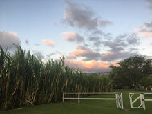 Load image into Gallery viewer, KULA ~ OCEAN VODKA FARM &amp; DISTILLERY ~ FENCE BAMBOO ~ 16x20