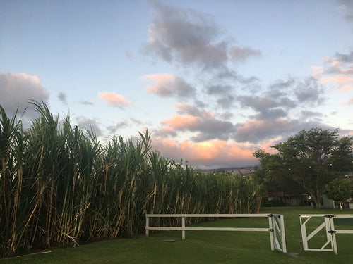 OCEAN VODKA FARM & DISTILLERY ~ FENCE BAMBOO ~ KULA ~ 3:4