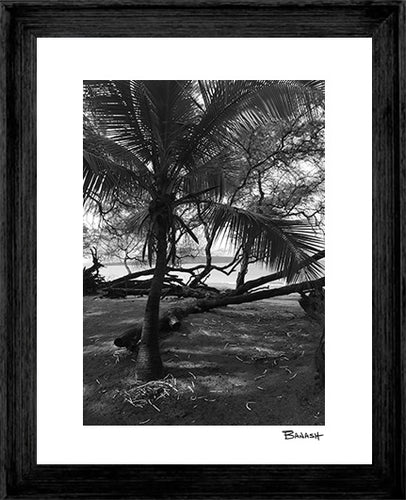PO'OLENALENA BEACH PARK ~ PALM ~ 3:4