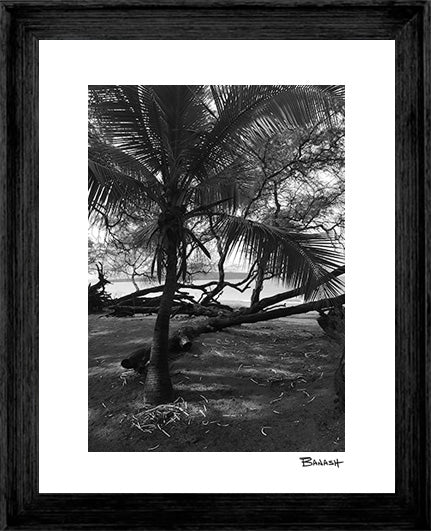 PO'OLENALENA BEACH PARK ~ PALM ~ 3:4