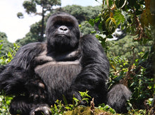 Load image into Gallery viewer, RWANDA ~ SILVERBACK MOUNTAIN GORILLA