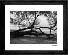 Load image into Gallery viewer, PO'OLENALENA BEACH PARK ~ NATIVE TREE ~ DISTANT ISLAND